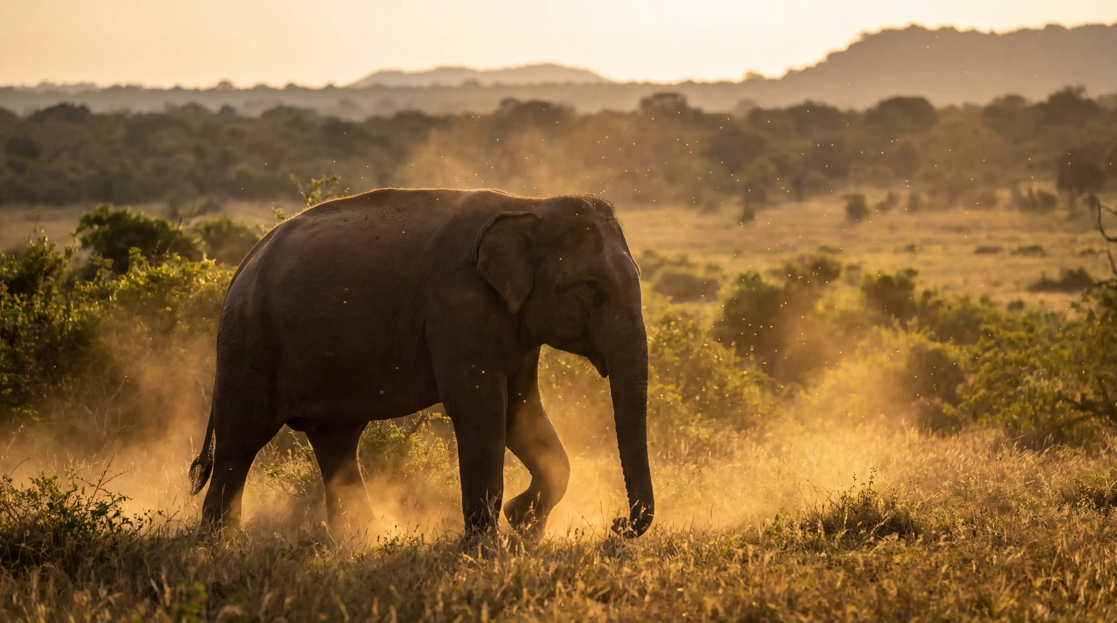 Hero background featuring Explore the wild heart of Yala National Park