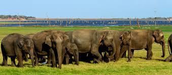 Minneriya National Park