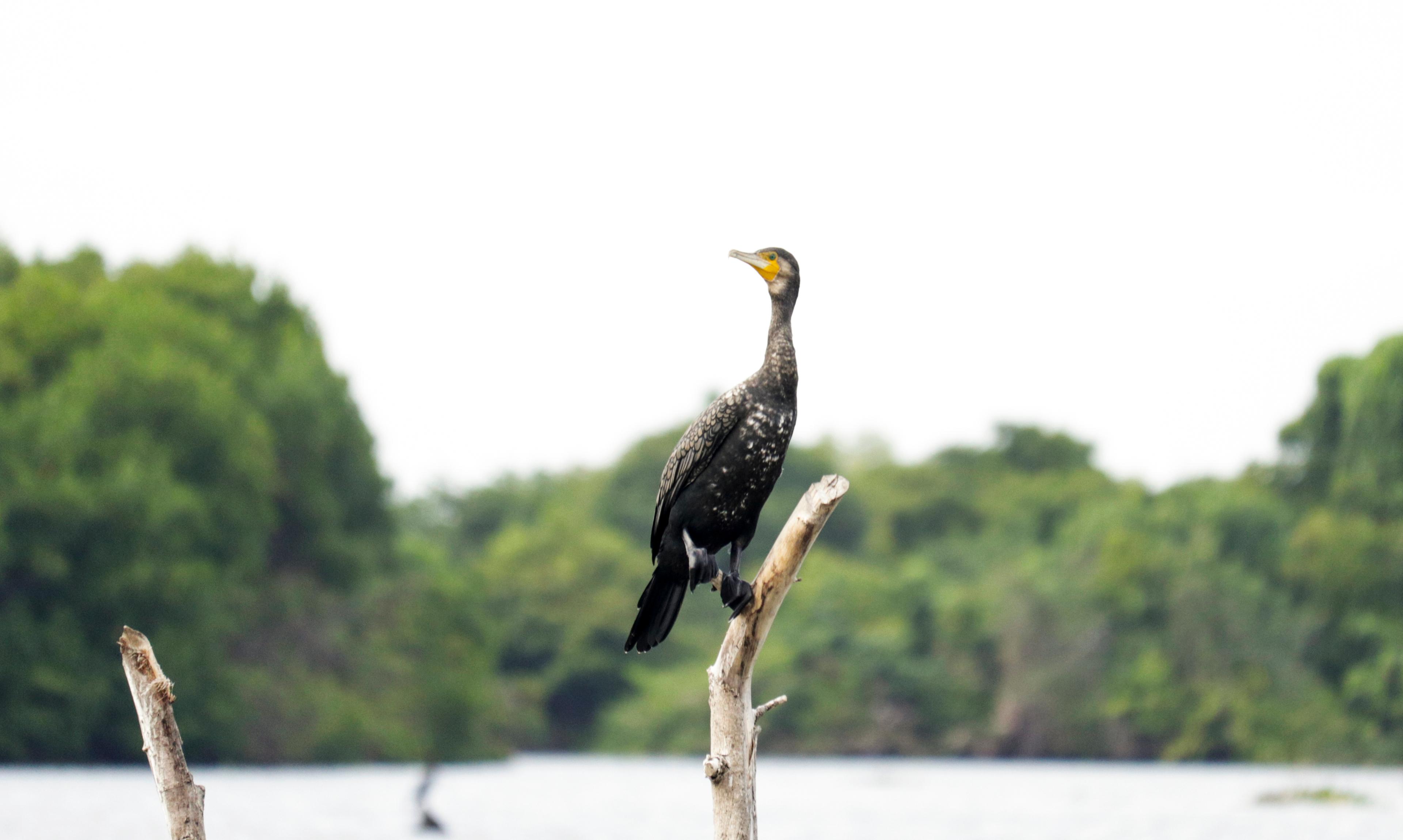 Muthurajawela Wetland