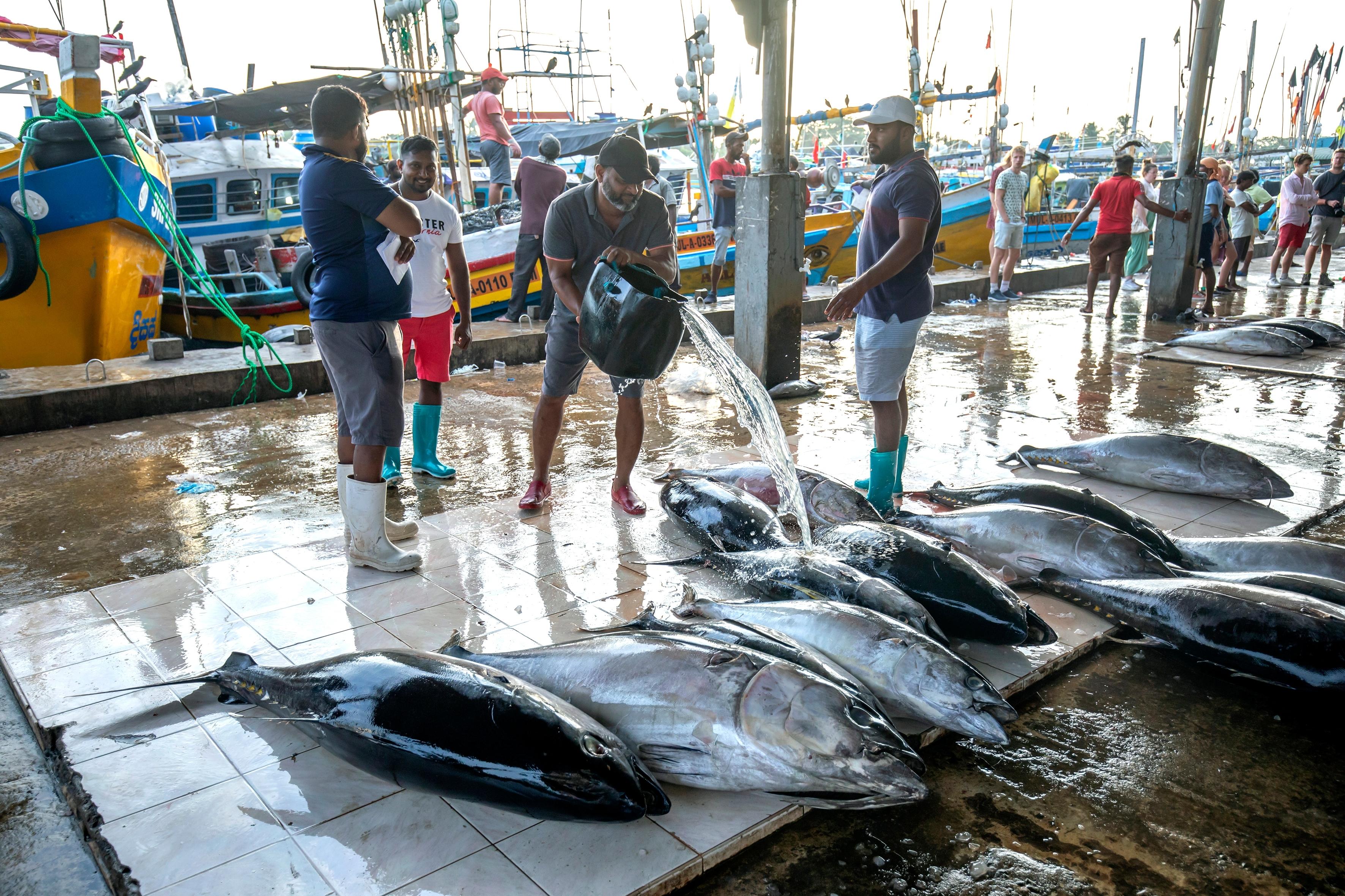 Negombo Fish Market