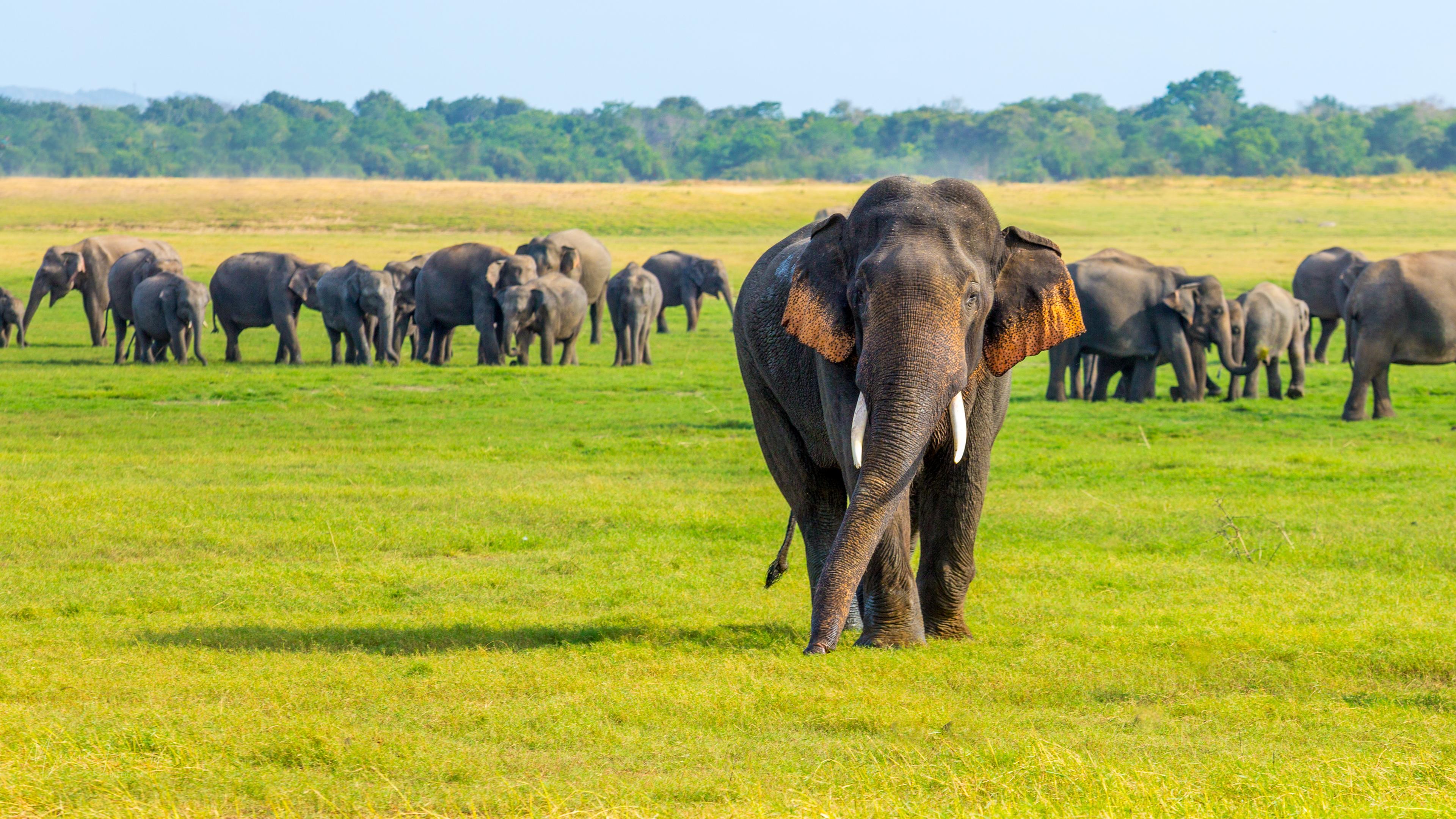 Safari at Minneriya