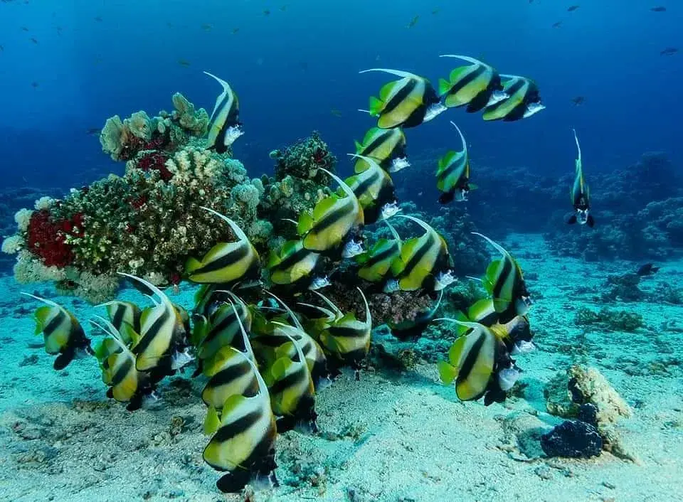 Taste of Paradise (5 days)