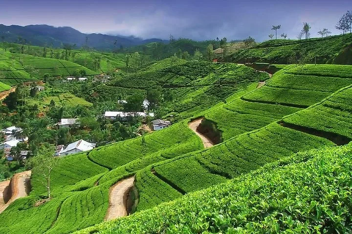 Essence of Sri Lanka (5 days) Image 1