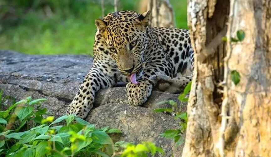 Temples, Wildlife and Beach (5 days) Image 1